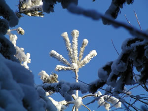 Schnee zu Silvester